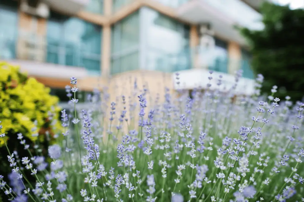 Crea un jardín repelente de mosquitos